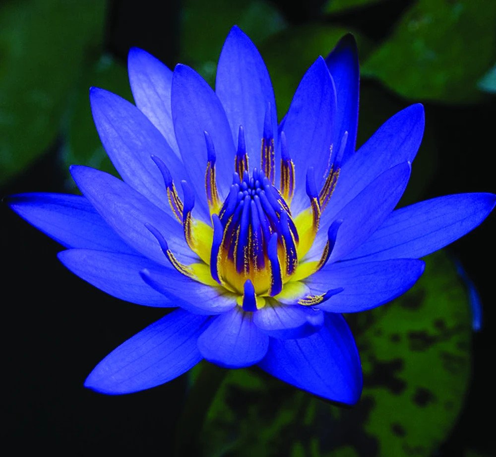 bluelotus
