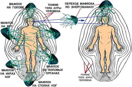 mafloci